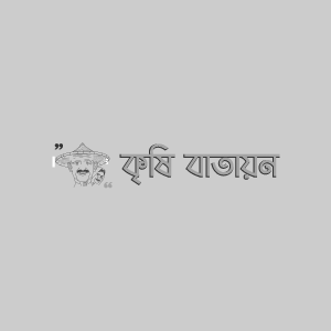 চিচিঙ্গা ডাউনি মিলডিউ রোগ