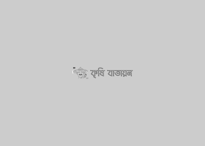 ঔষধী গুণে ভরা ওলকচুর চাষ পদ্ধতি