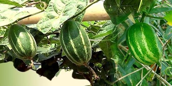 পটলে মাছি পোকার আক্রমনে প্রতিকারের উপায়