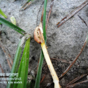 গমের মাজরা পোকা