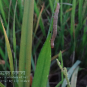 ধানের শীষ কাটা লেদা পোকা