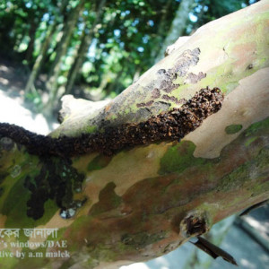 পেয়ারার বাকল খেকো পোকা