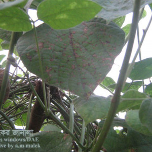 শিমের এনথ্রাকনোজ রোগ