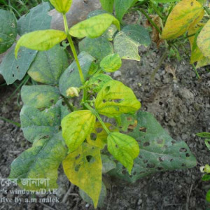 ঝাড়শিমের মোজাইক রোগ