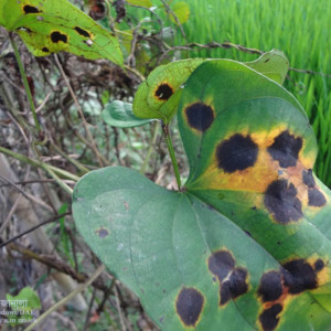 মেটেআলুর পাতার দাগ রোগ
