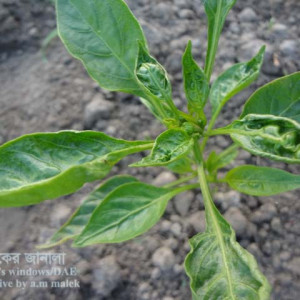 মিষ্টি  মরিচের থ্রিপস পোকা