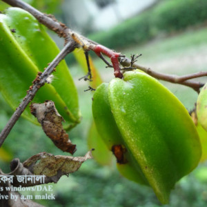 কামরাঙ্গার বিছা পোকা