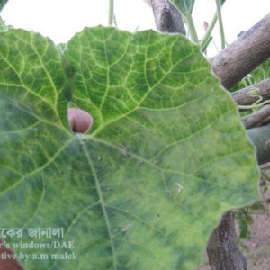 লাউয়ের ভাইরাসজনিত রোগ