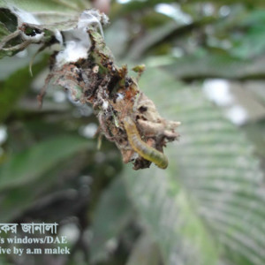 চালতার পাতা মোড়ানো পোকা